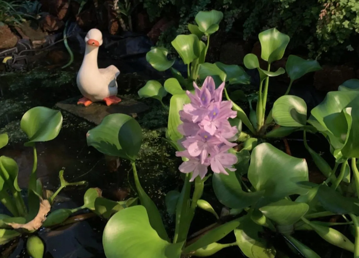 Vitorina Corte Guesthouse Funchal  Bed & Breakfast Funchal (Madeira)